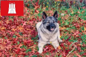 Scopri di più sull'articolo Allevatore di Elkhound norvegesi e cuccioli ad Amburgo