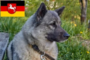 Scopri di più sull'articolo Allevatori e cuccioli di Elkhound norvegese in Bassa Sassonia