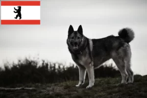 Scopri di più sull'articolo Allevatore di Elkhound norvegesi e cuccioli a Berlino