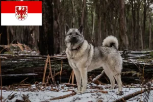 Scopri di più sull'articolo Allevatori e cuccioli di Elkhound norvegese a Brandeburgo
