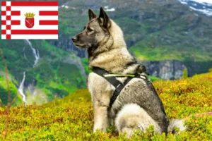 Scopri di più sull'articolo Allevatore di Elkhound norvegesi e cuccioli a Brema
