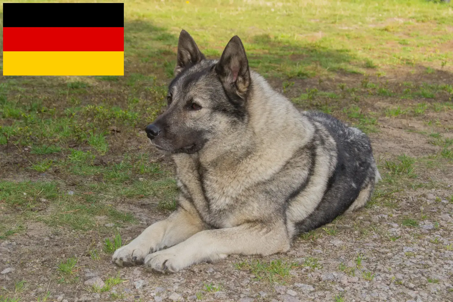 Scopri di più sull'articolo Allevatori e cuccioli di Elkhound norvegese in Germania