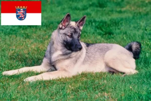 Scopri di più sull'articolo Allevatori e cuccioli di Elkhound norvegese in Hesse