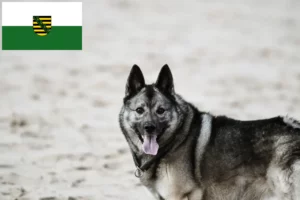 Scopri di più sull'articolo Allevatori e cuccioli di Elkhound norvegese in Sassonia