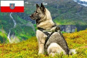 Scopri di più sull'articolo Allevatori e cuccioli di Elkhound norvegese in Turingia