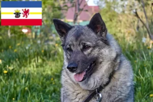Scopri di più sull'articolo Allevatori e cuccioli di Elkhound norvegese in Meclemburgo-Pomerania Anteriore