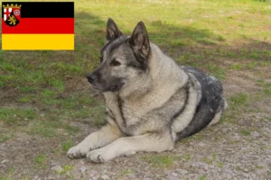 Scopri di più sull'articolo Allevatori e cuccioli di Elkhound norvegese in Renania-Palatinato