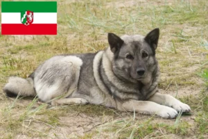 Scopri di più sull'articolo Allevatori e cuccioli di Elkhound norvegese in Nord Reno-Westfalia