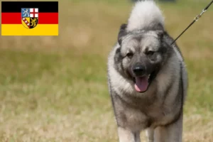 Scopri di più sull'articolo Allevatori e cuccioli di Elkhound norvegese in Saarland