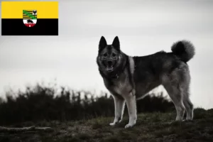 Scopri di più sull'articolo Allevatori e cuccioli di Elkhound norvegese in Sassonia-Anhalt