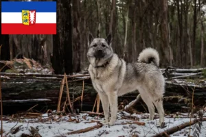 Scopri di più sull'articolo Allevatori e cuccioli di Elkhound norvegese in Schleswig-Holstein