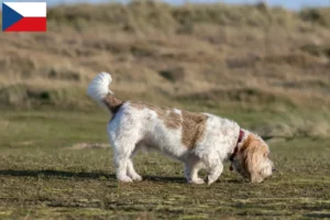 Scopri di più sull'articolo Allevatori e cuccioli di Grand Basset Griffon Vendéen in Repubblica Ceca
