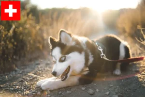 Scopri di più sull'articolo Allevatori di Pomsky e cuccioli in Svizzera