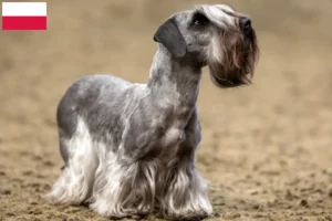Scopri di più sull'articolo Allevatore di Terrier ceco e cuccioli in Polonia