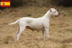 Scopri di più sull'articolo Allevatori di Dogo Argentino e cuccioli in Spagna