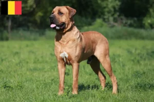 Scopri di più sull'articolo Allevatori di Tosa e cuccioli in Belgio