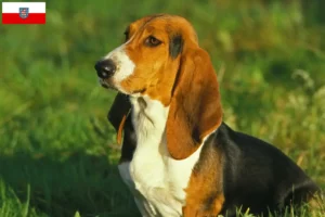 Scopri di più sull'articolo Allevatori di Basset Artésien Normand e cuccioli in Turingia