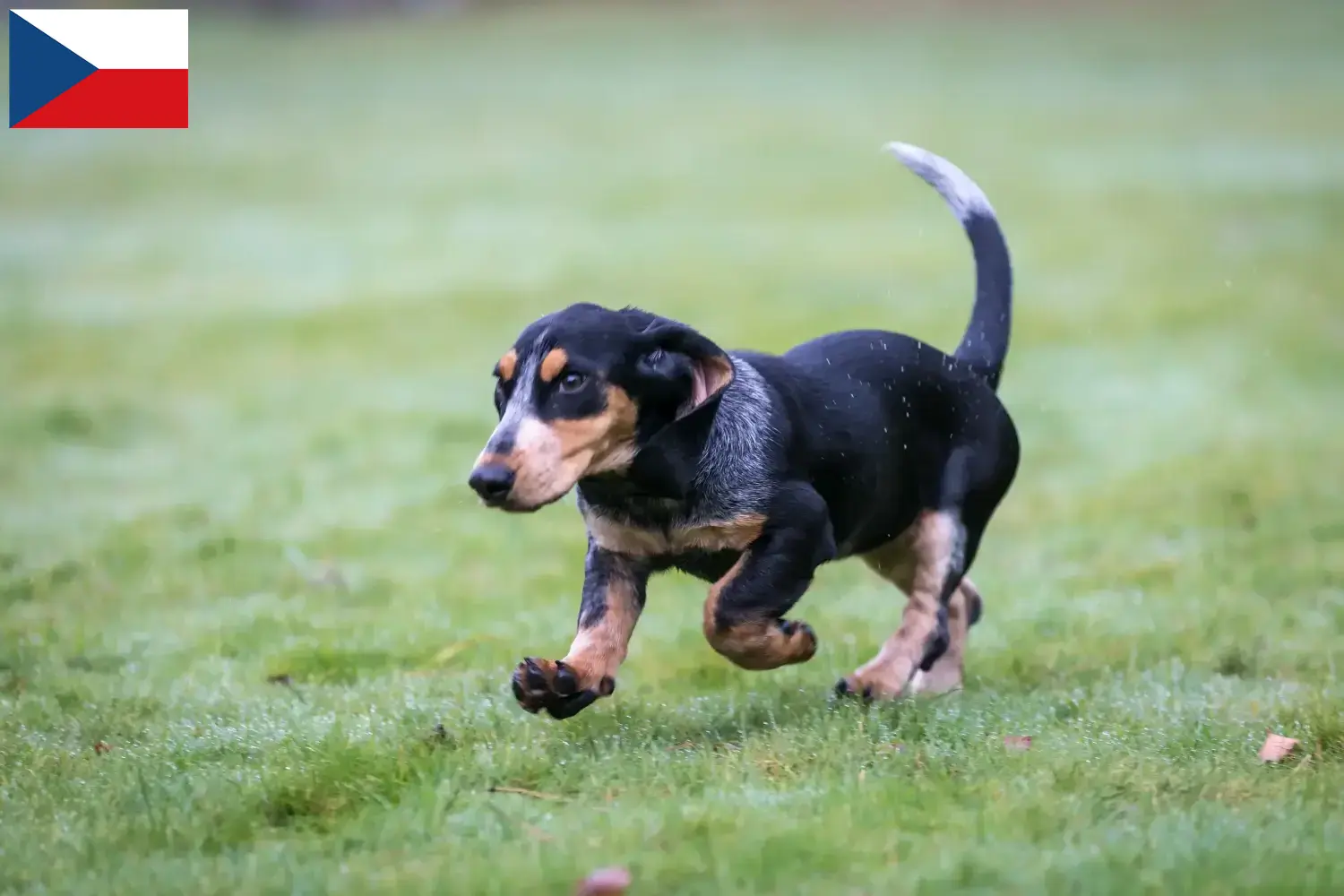 Cuccioli di Basset bleu de Gascogne e allevatori Repubblica Ceca Trova gli allevatori di Basset bleu de Gascognes in Repubblica Ceca.