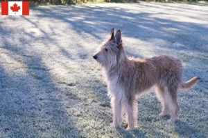 Scopri di più sull'articolo Allevatori e cuccioli di Berger de Picardie in Canada