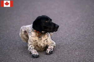 Scopri di più sull'articolo Allevatori di Braque d’Auvergne e cuccioli in Canada