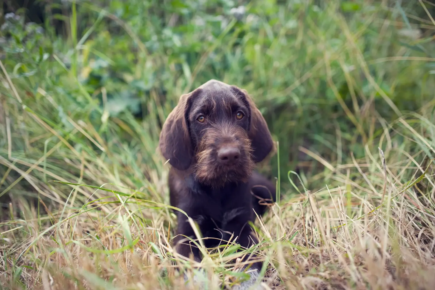 Acquistare un cucciolo di Český fousek significa assumersi delle responsabilità! Comprare i cuccioli di Český fousek.