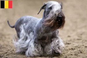 Scopri di più sull'articolo Allevatore e cuccioli di Terrier ceco in Belgio