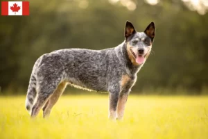 Scopri di più sull'articolo Allevatori e cuccioli di Australian Cattle Dog in Canada