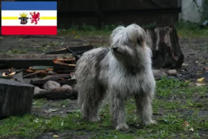 Scopri di più sull'articolo Allevatori e cuccioli di Barboncino Pecora in Meclemburgo-Pomerania Anteriore