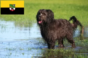 Scopri di più sull'articolo Allevatori e cuccioli di Barboncino Pecora in Sassonia-Anhalt