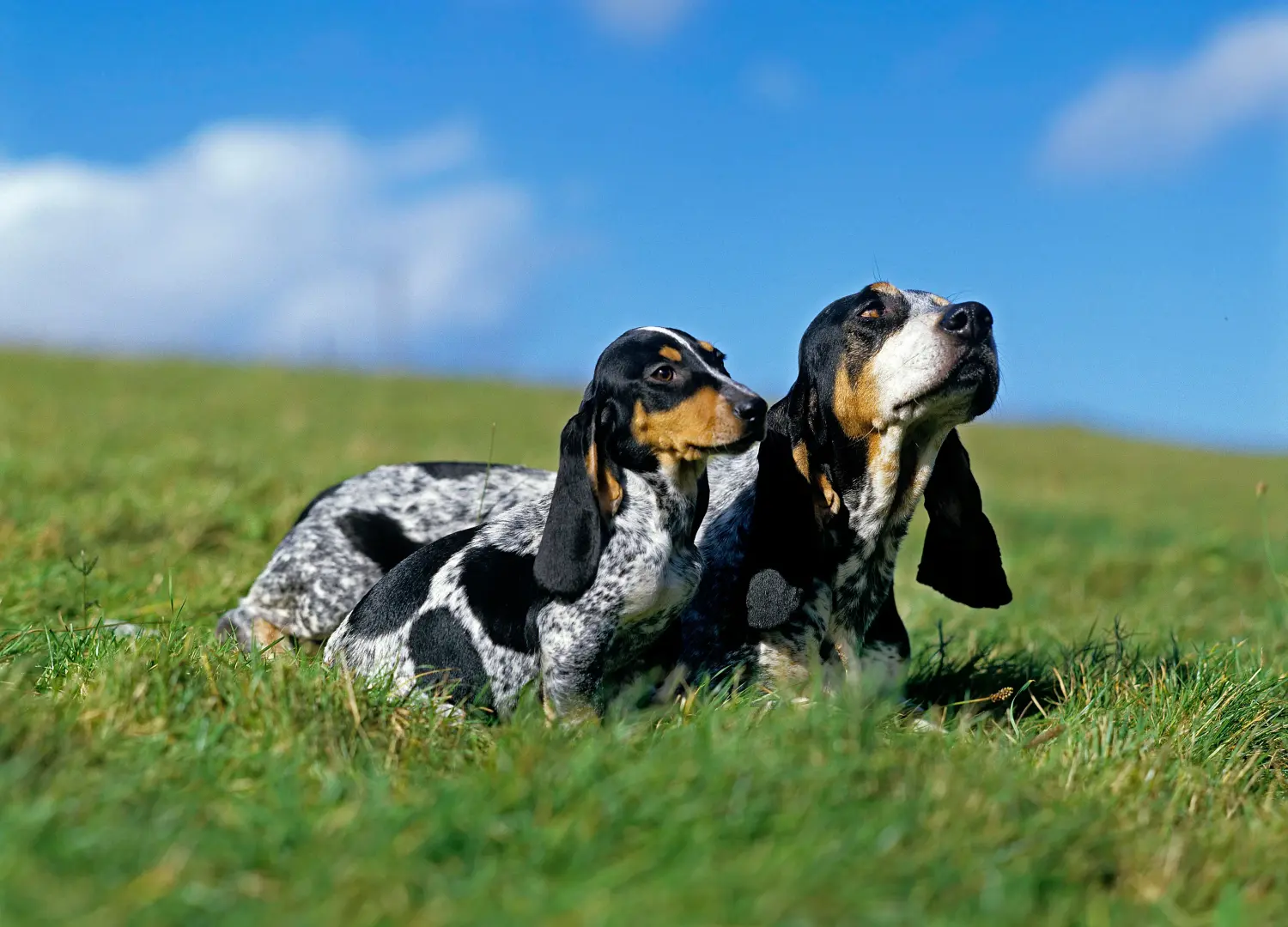 Acquistare un cucciolo di Basset bleu de Gascogne significa assumersi delle responsabilità! Comprare cuccioli di Basset bleu de Gascogne.