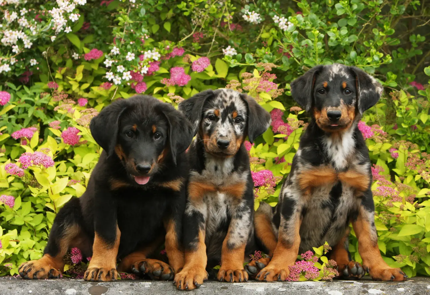 Acquistare un cucciolo di Beauceron significa assumersi delle responsabilità! Comprare cuccioli di Beauceron.
