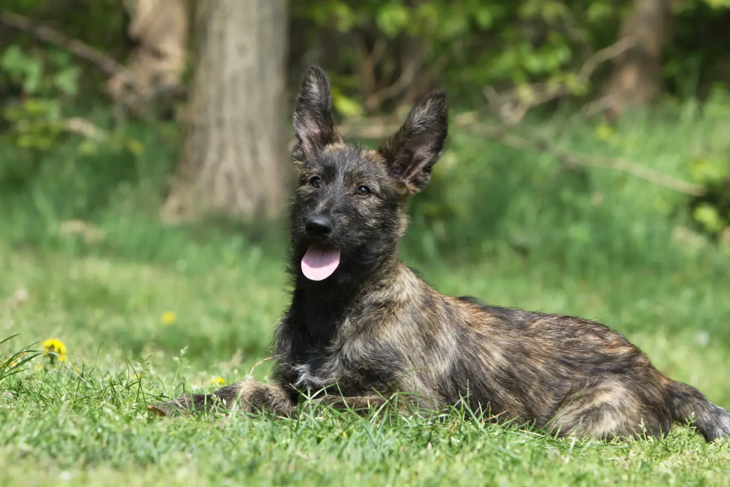 Acquistare un cucciolo di Berger de Picardie significa assumersi delle responsabilità! Acquistare cuccioli di Berger de Picardie.
