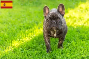 Scopri di più sull'articolo Allevatori e cuccioli di Bulldog Francese in Spagna