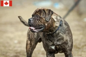 Scopri di più sull'articolo Allevatori di Bullmastiff e cuccioli in Canada