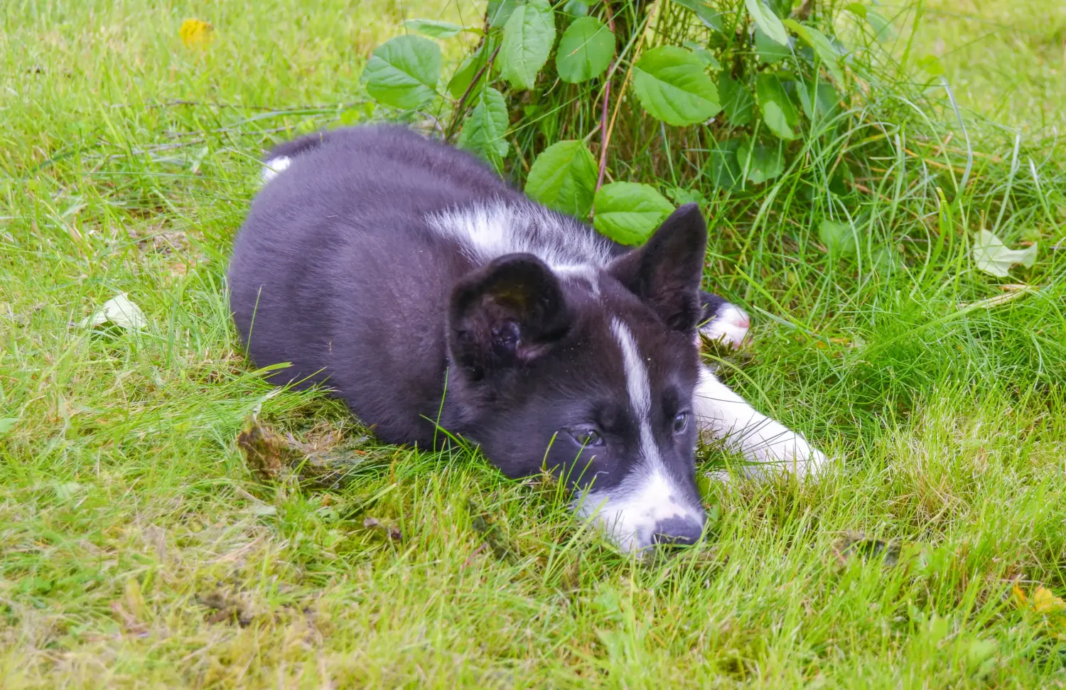 Acquistare un cucciolo di cane da orso careliano significa assumersi delle responsabilità! Comprare cuccioli di cane orso careliano.