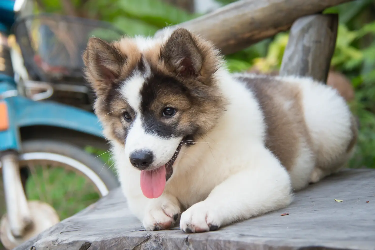 Acquistare un cucciolo di cane Thai Bangkaew significa assumersi delle responsabilità! Comprare cuccioli di cane Thai Bangkaew.