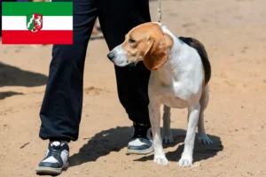 Scopri di più sull'articolo Allevatore di cani da discesa e cuccioli in Nord Reno-Westfalia