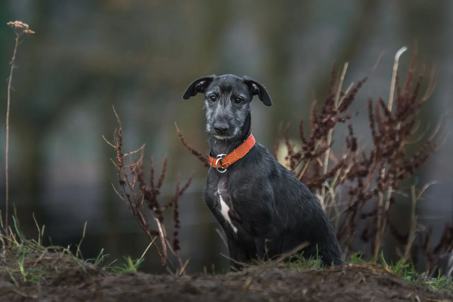 Acquistare un cucciolo di Galgo Espanol significa assumersi delle responsabilità! Acquistare cuccioli di Galgo Espanol.