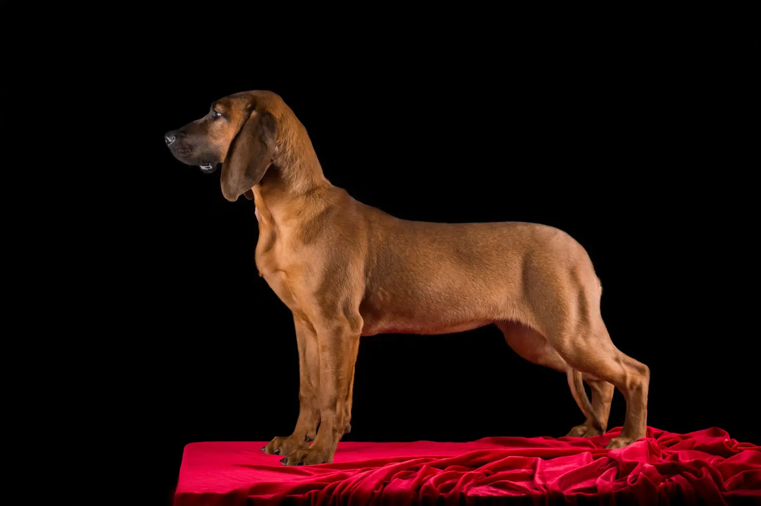 Acquistare un cucciolo di cane da saldatura hannoveriano significa assumersi delle responsabilità! Comprare cuccioli di cane da saldatura hannoveriano.