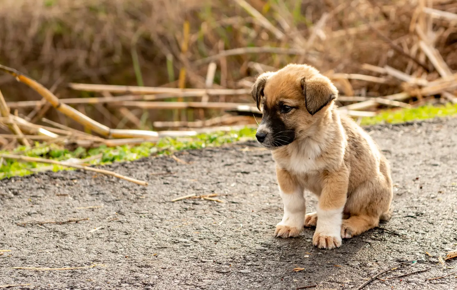 Acquistare un cucciolo di Kangal significa assumersi delle responsabilità! Acquistare cuccioli di Kangal.