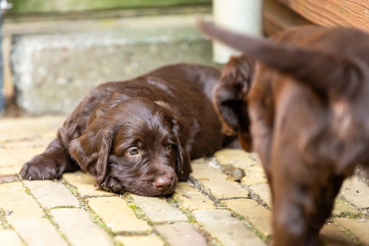 Acquistare un cucciolo di pelo lungo tedesco significa assumersi delle responsabilità! Acquistare cuccioli di pelo lungo tedesco.