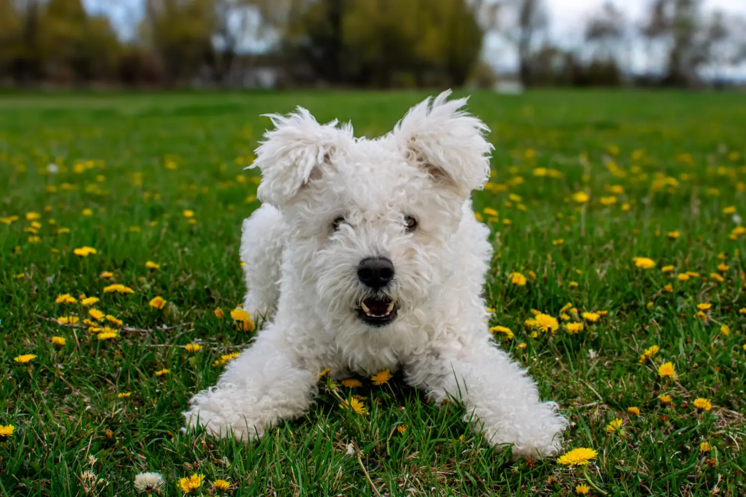 Acquistare un cucciolo di Pumi significa assumersi delle responsabilità! Acquistare cuccioli di Pumi.
