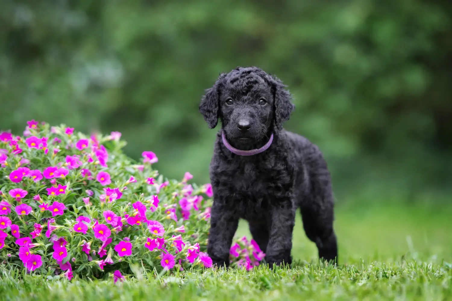 Acquistare un cucciolo di Curly Coated Retriever significa assumersi delle responsabilità! Comprare cuccioli di Curly Coated Retriever.