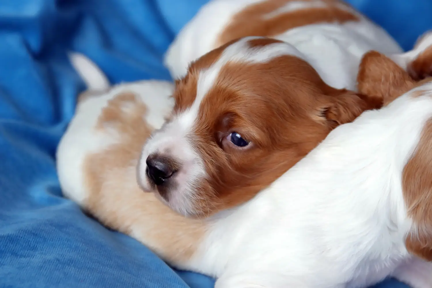 Acquistare un cucciolo di Setter irlandese rosso e bianco significa assumersi delle responsabilità! Comprare cuccioli di Setter irlandese rosso e bianco.