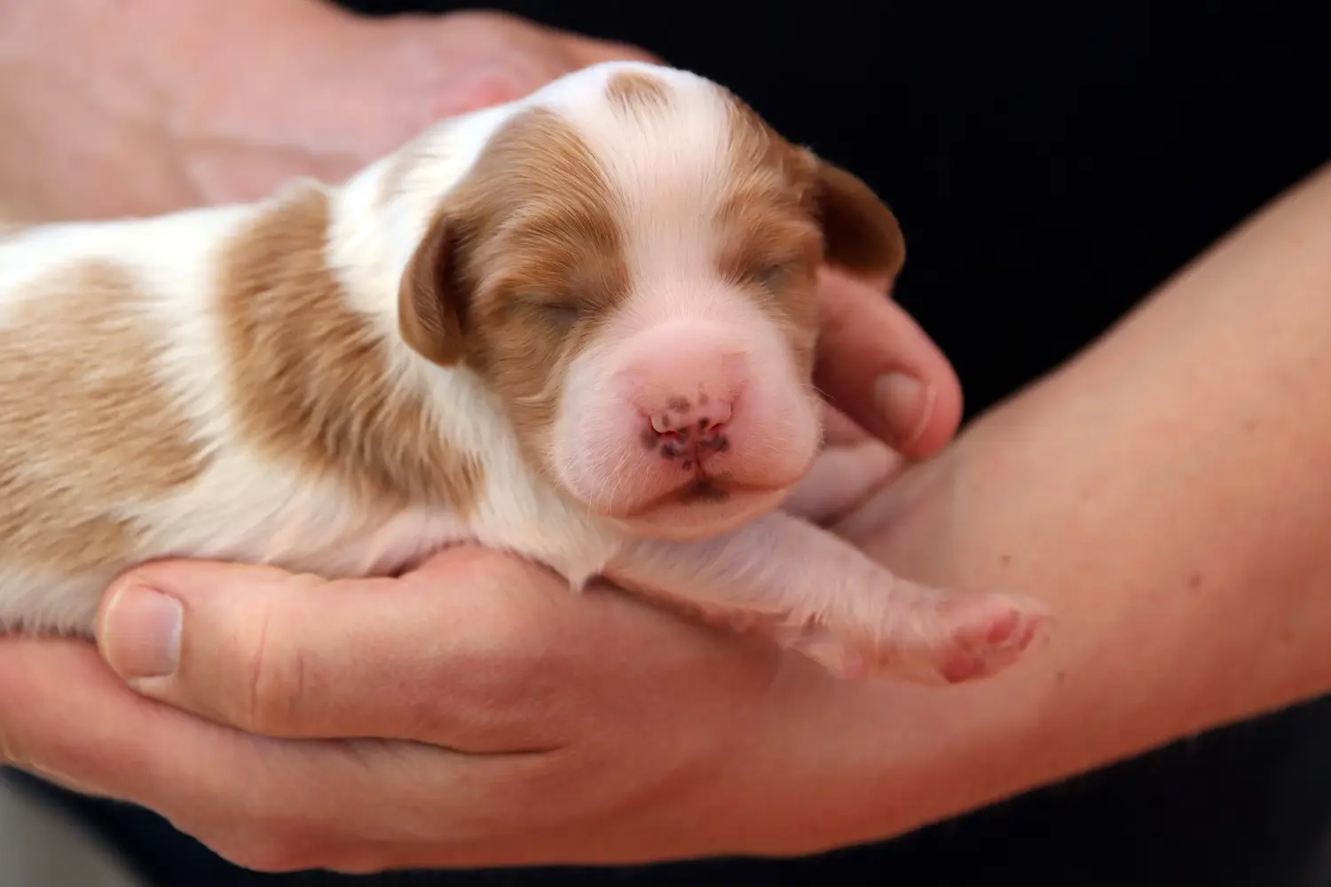 Acquistare un cucciolo di Setter irlandese rosso e bianco significa assumersi delle responsabilità! Comprare cuccioli di Setter irlandese rosso e bianco.