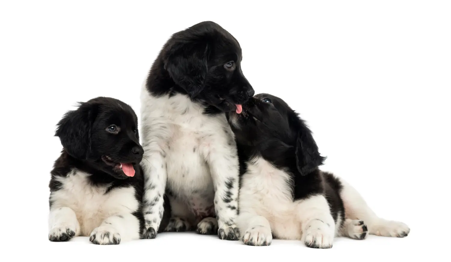 Acquistare un cucciolo di Stabij significa assumersi delle responsabilità! Acquistare cuccioli di Stabij.