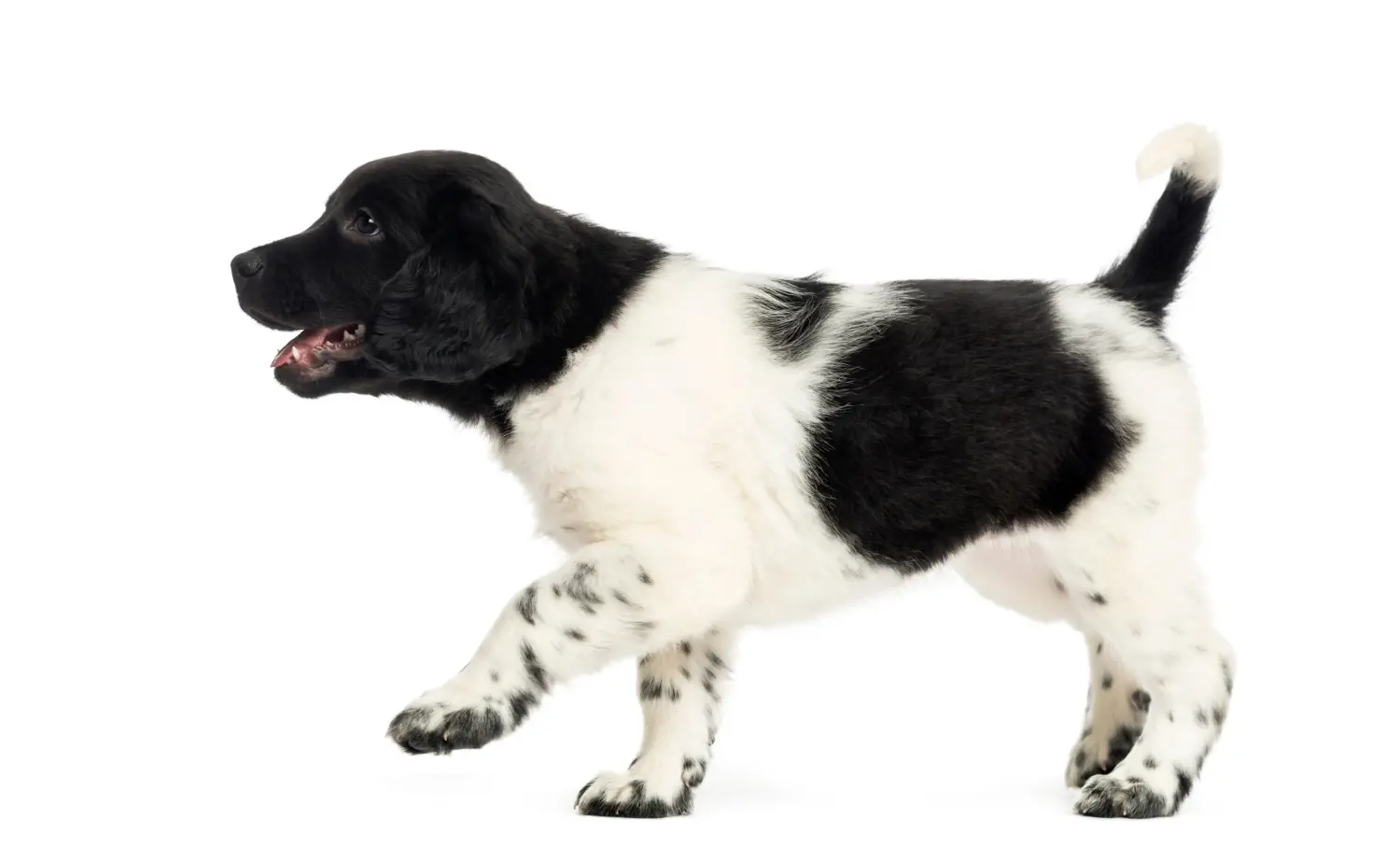 Acquistare un cucciolo di Stabij significa assumersi delle responsabilità! Acquistare cuccioli di Stabij.