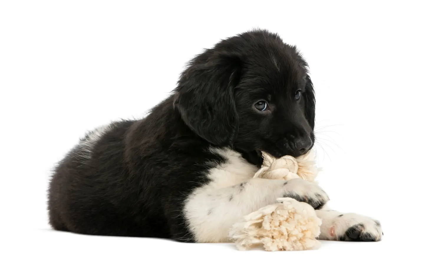 Acquistare un cucciolo di Stabij significa assumersi delle responsabilità! Acquistare cuccioli di Stabij.