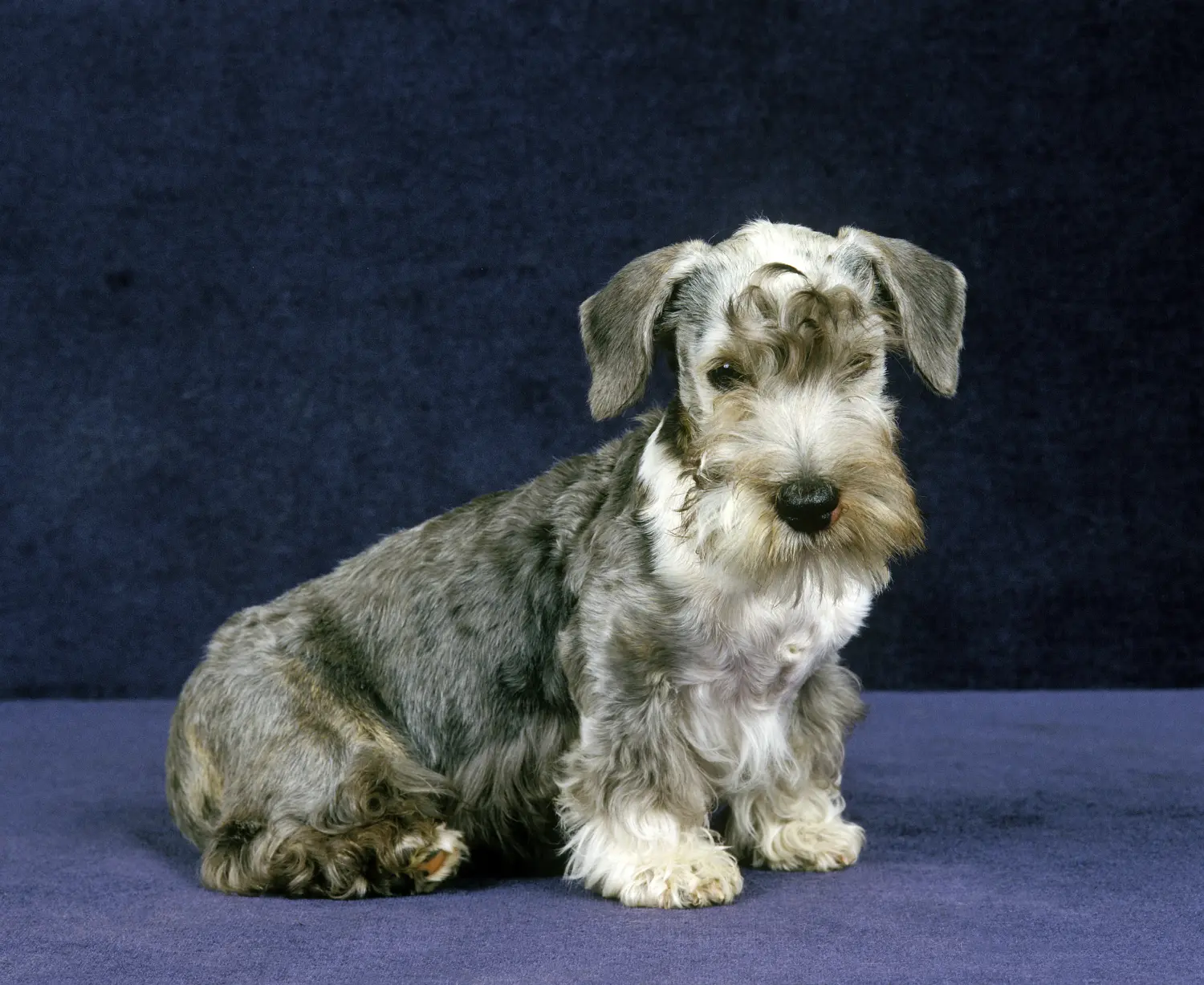 Acquistare un cucciolo di Terrier ceco significa assumersi delle responsabilità! Comprare cuccioli di Terrier ceco.