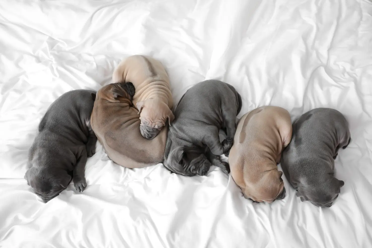 Acquistare un cucciolo di Thai Ridgeback significa assumersi delle responsabilità! Comprare cuccioli di Thai Ridgeback.